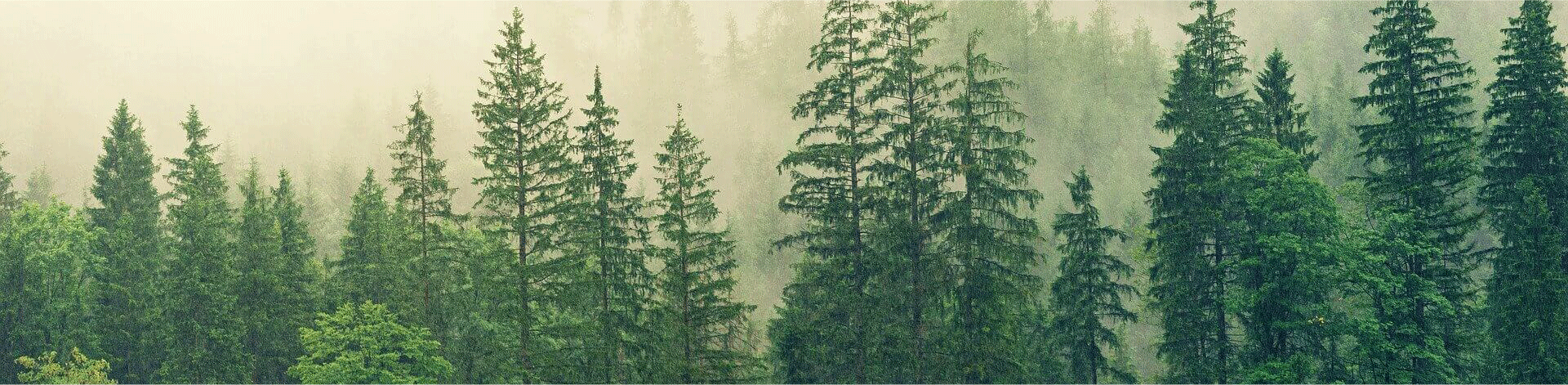 Remembering Ryan Bampton: Devoted Wentzville Father's Tragic Loss